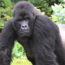 Guide to Gorilla trekking in Rwanda