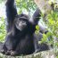 Guide to Chimpanzee Trekking in Rwanda