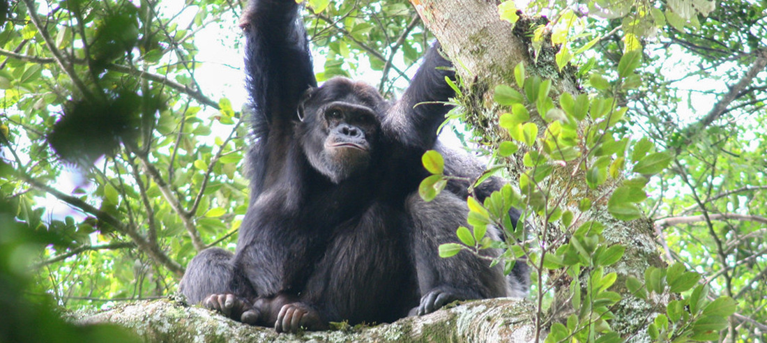 Guide to Chimpanzee Trekking in Rwanda