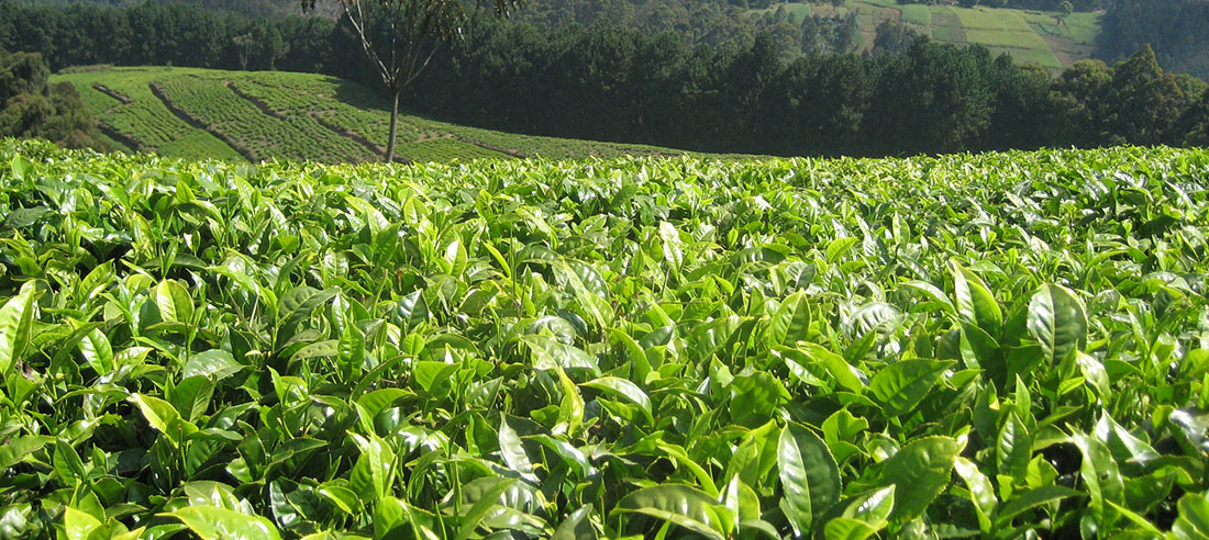 Visiting the gisakura tea plantation and gisovu tea plantations in Rwanda.