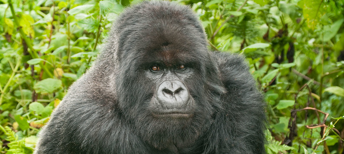 How difficult is Gorilla Trekking in Rwanda