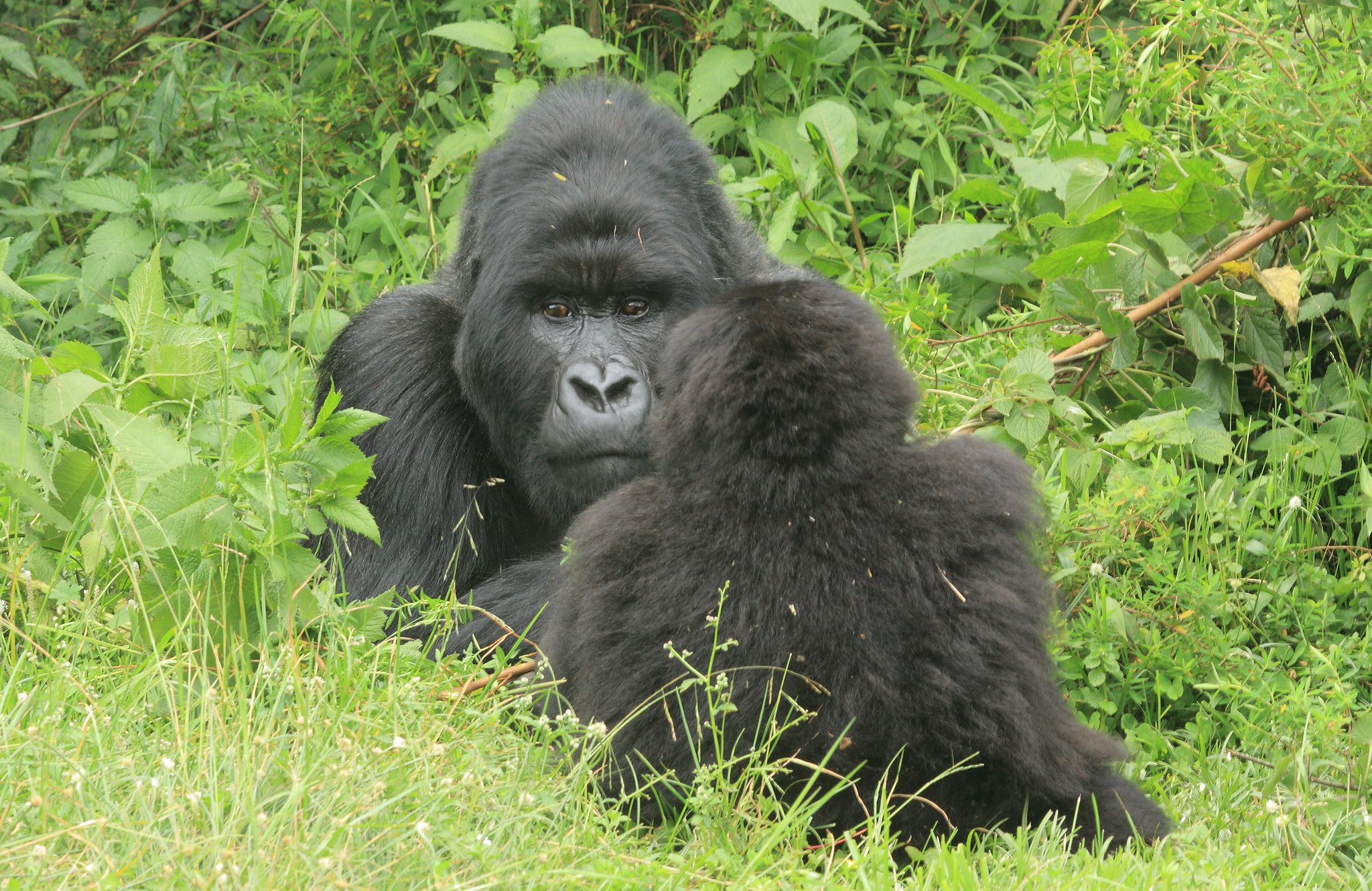 How difficult is Gorilla Trekking in Rwanda?
