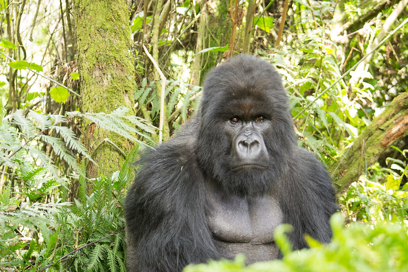 2 Days Gorilla from Kigali