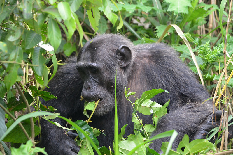 5 Days Primates from Kigali