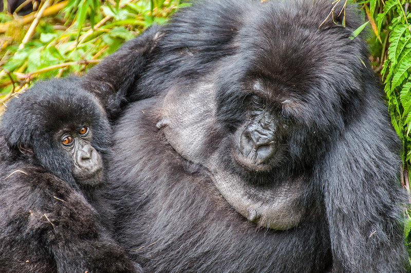 4 Days Rwanda Gorilla Tour