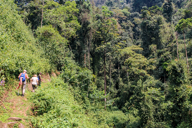 5 Day Nyungwe Forest