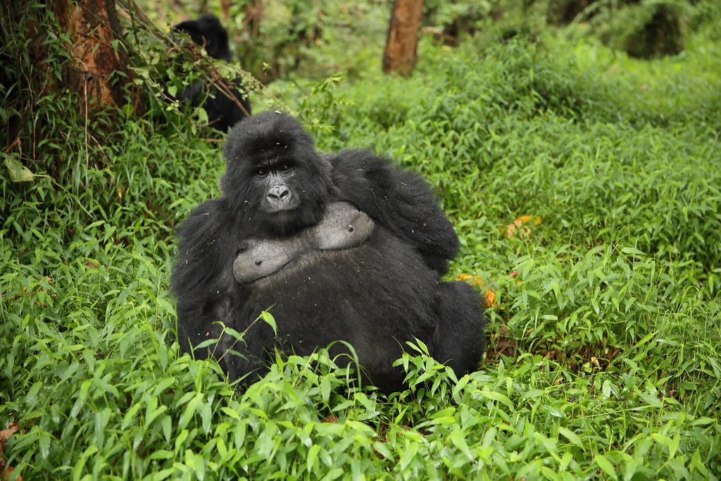 10 Days Rwanda Holiday