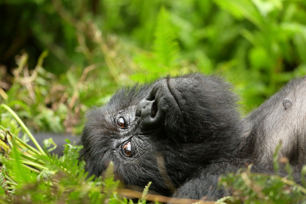 3 Days Rwanda Gorilla Tour
