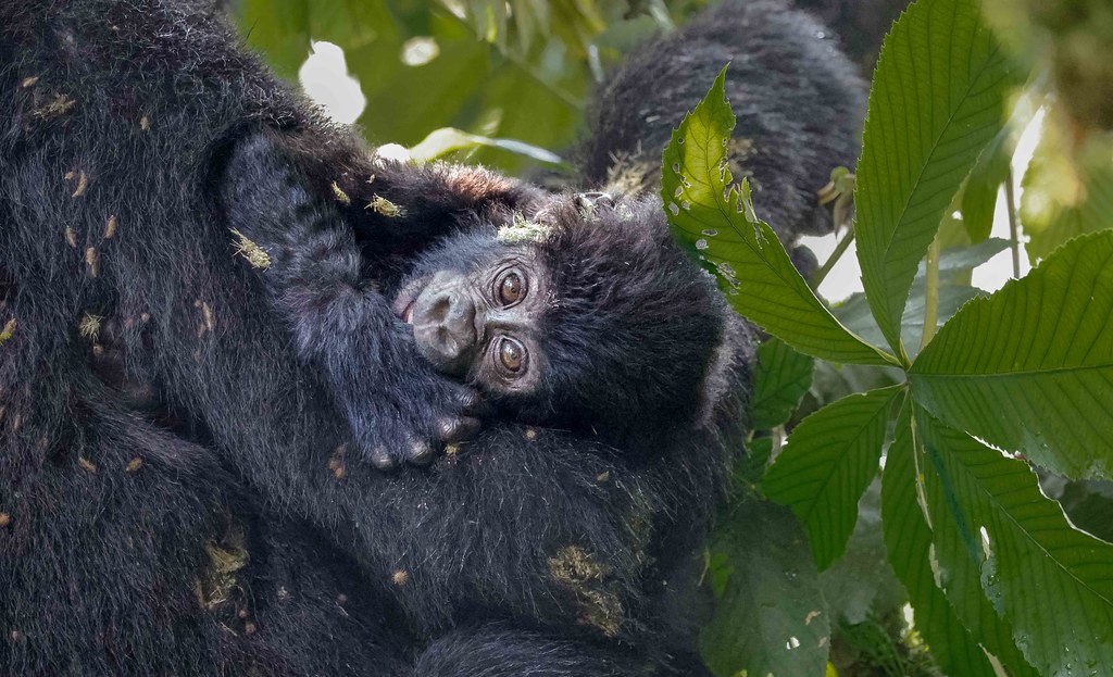 2 Days Gorilla from Kigali