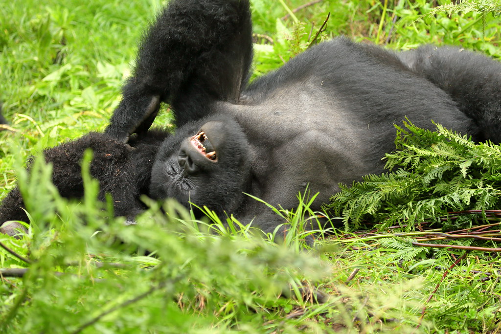 4 Days Rwanda Gorilla Tour