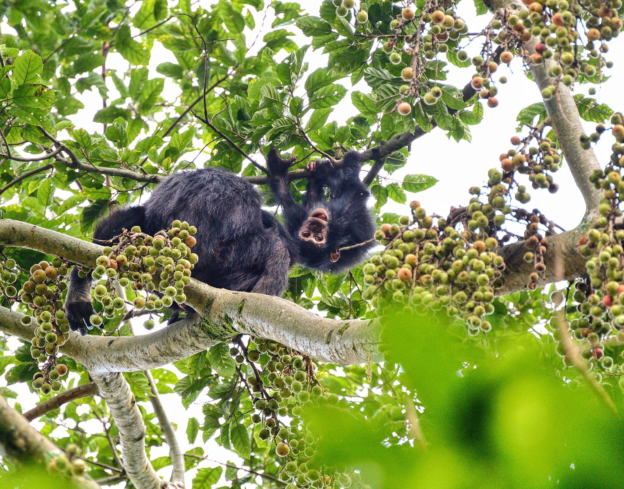 5 Day Nyungwe Forest