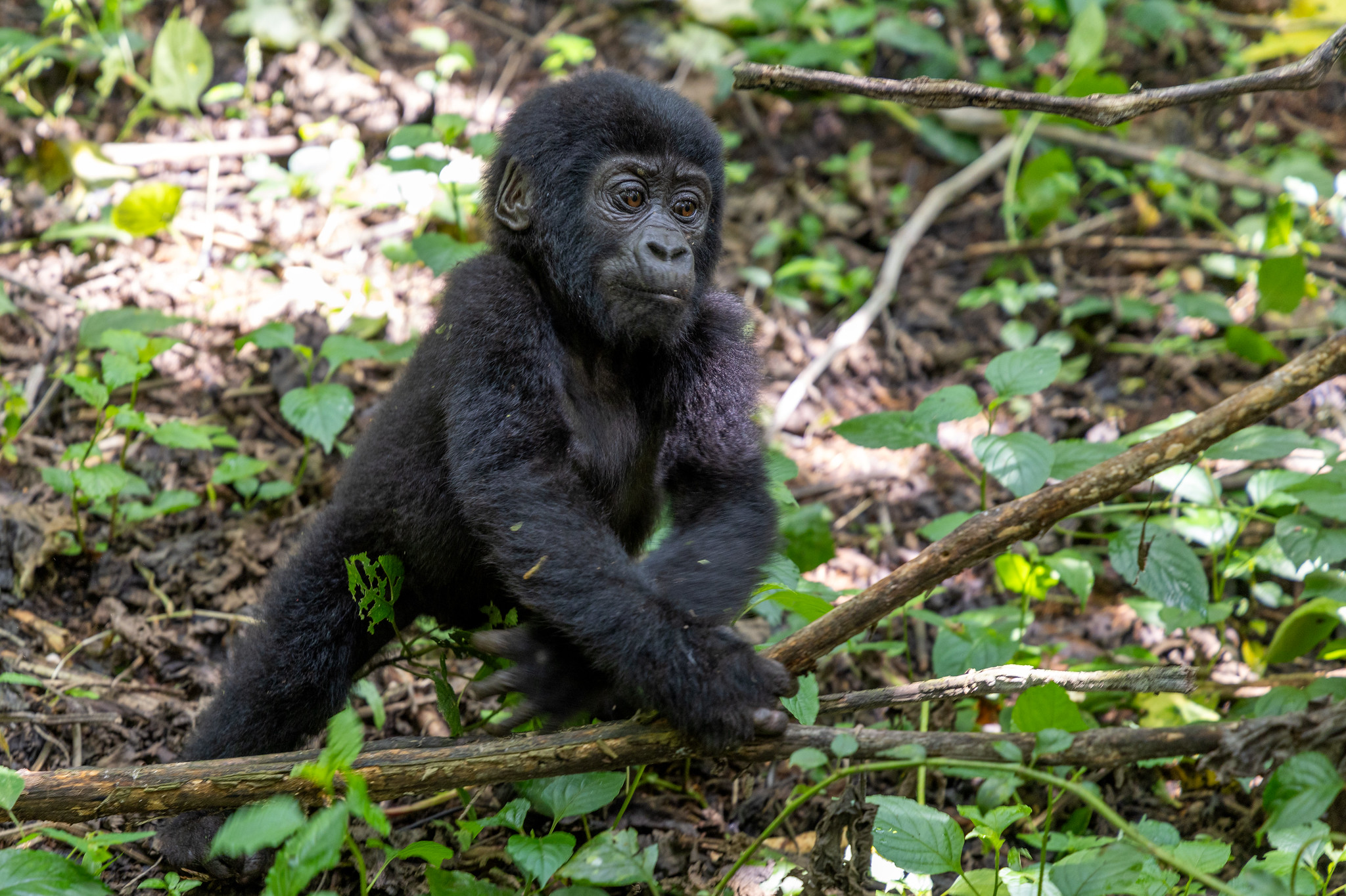 6 Days Rwanda Discovery