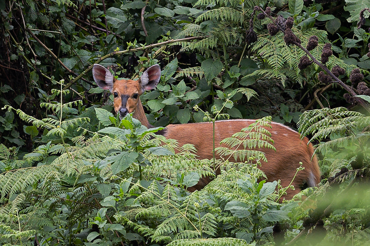6 Days Wildlife from Kigali