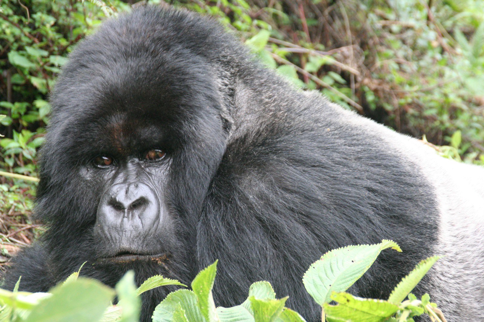 Leader Of The Gorilla Family — Silverback