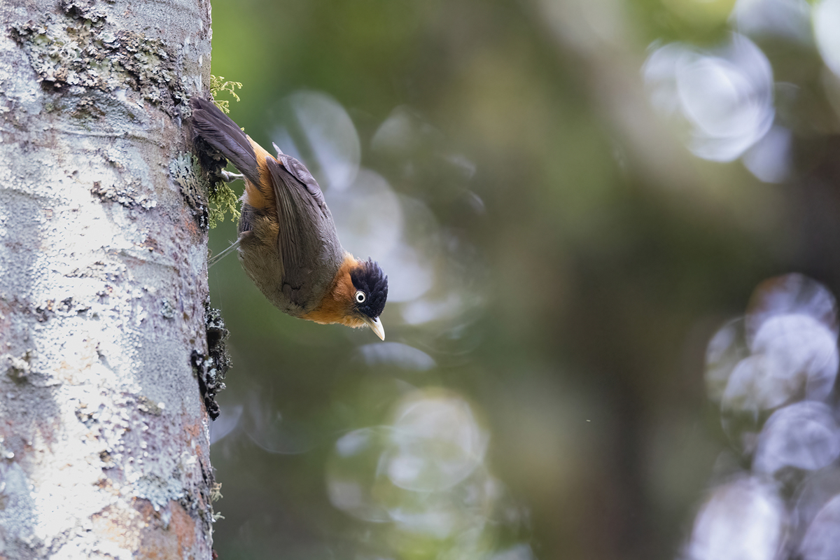 0C9A0080-3-ED-DN-SMALL