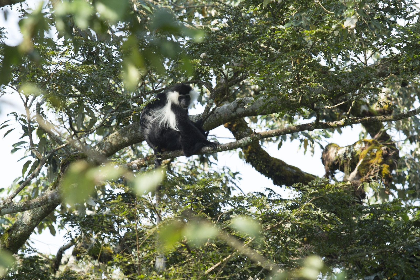 20251116365_29492623ee_h