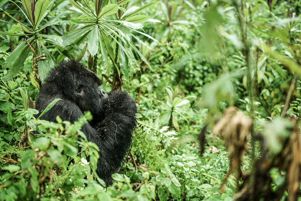 26103777086_140795c243_b