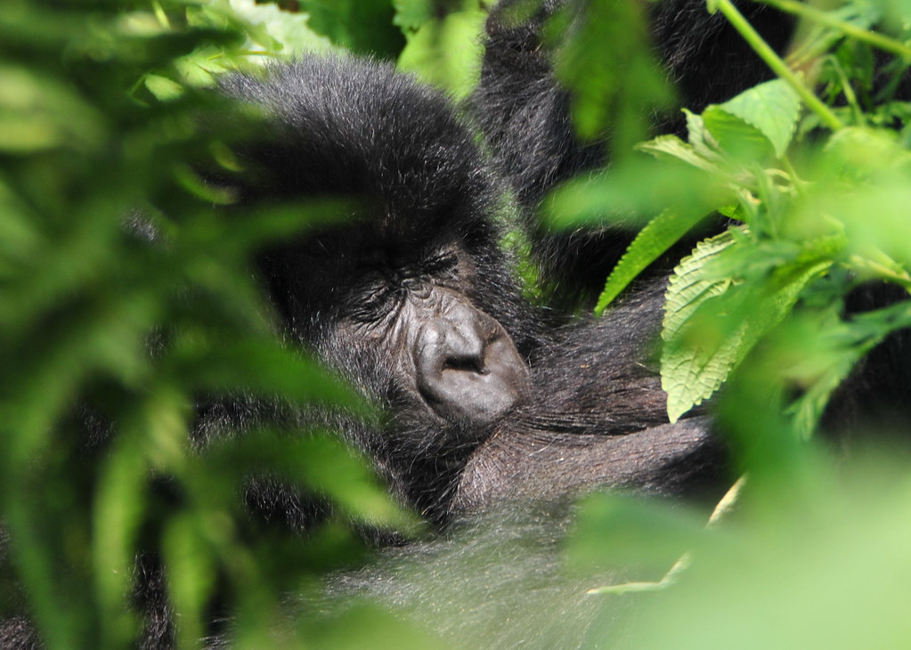 2919901525_b9b1c67d37_b