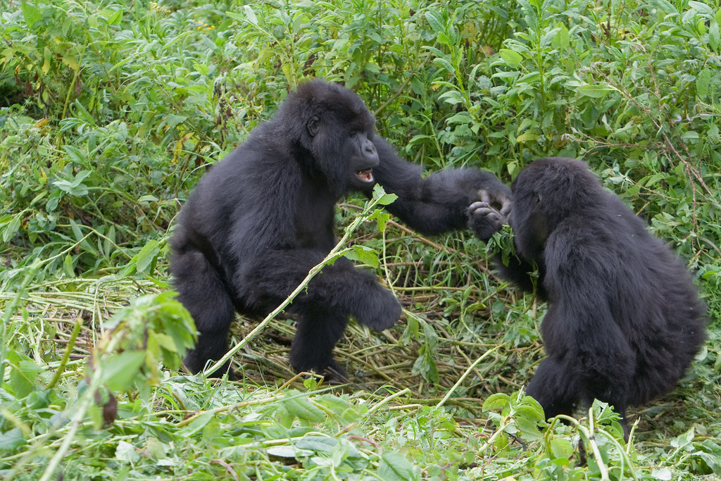 3300793341_bb0415582a_b