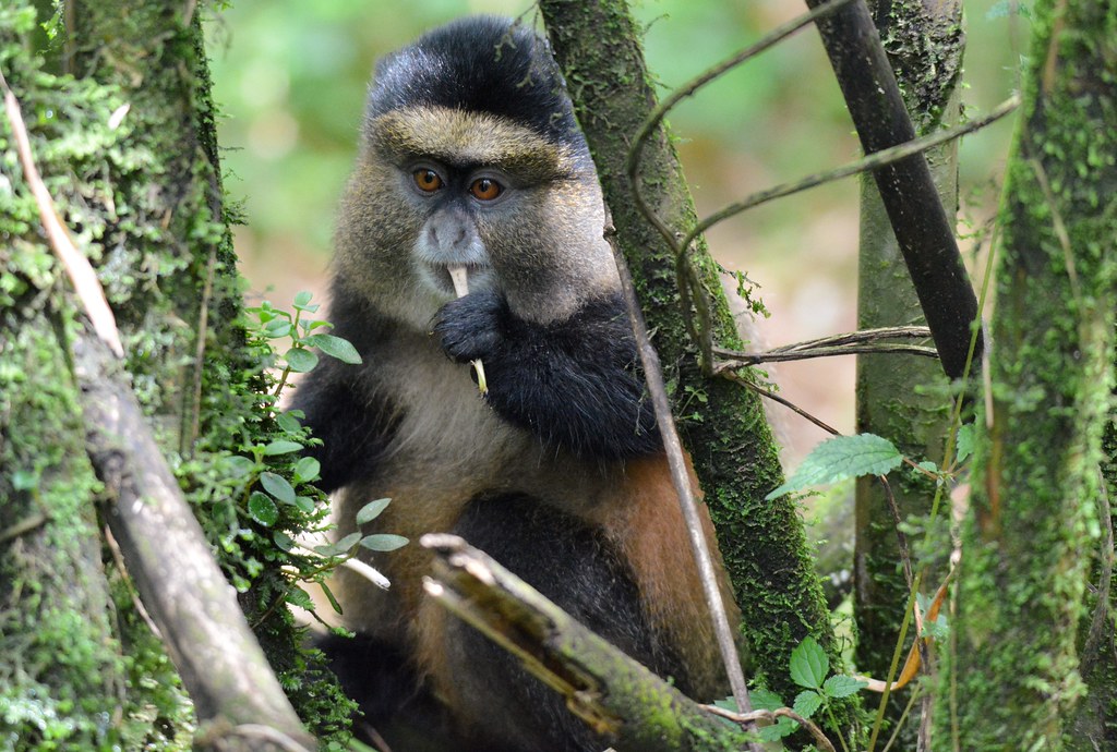 46722910494_21851f619b_b