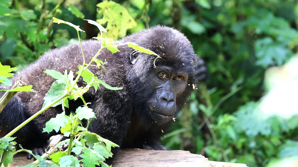 53632974862_e92519737a_b