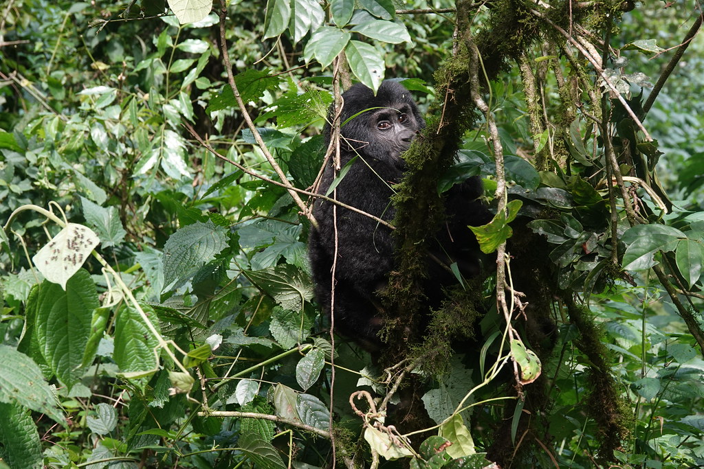 53667732780_d7818ab7b2_b