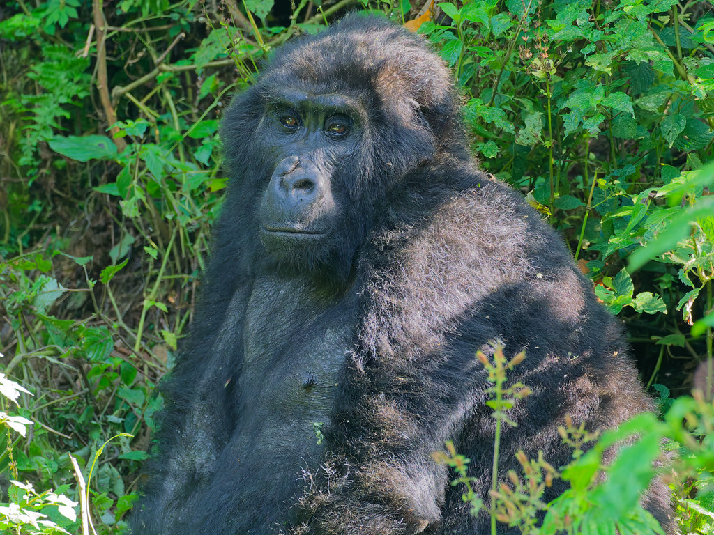 54327012996_27d027fb8b_b