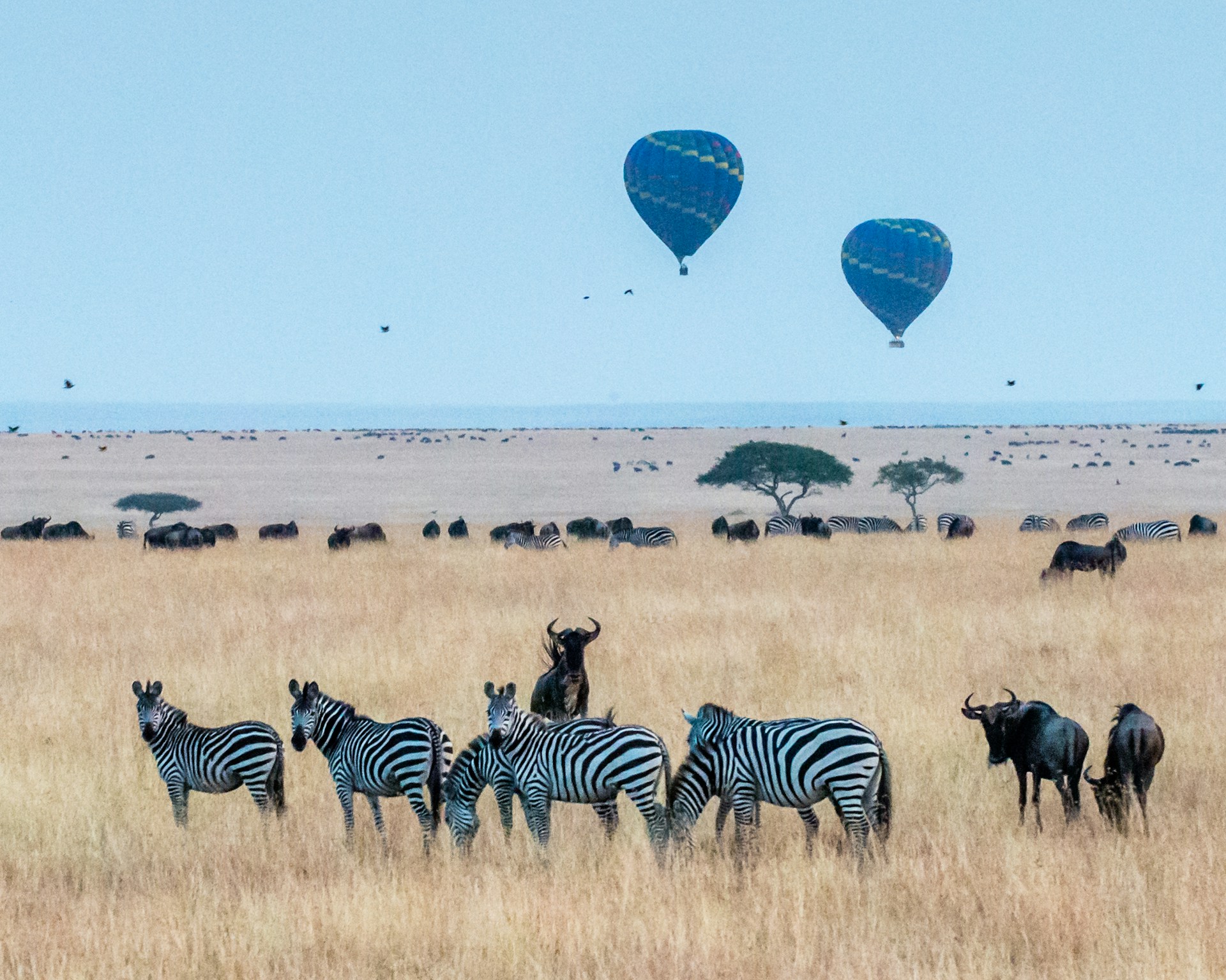 masai mara