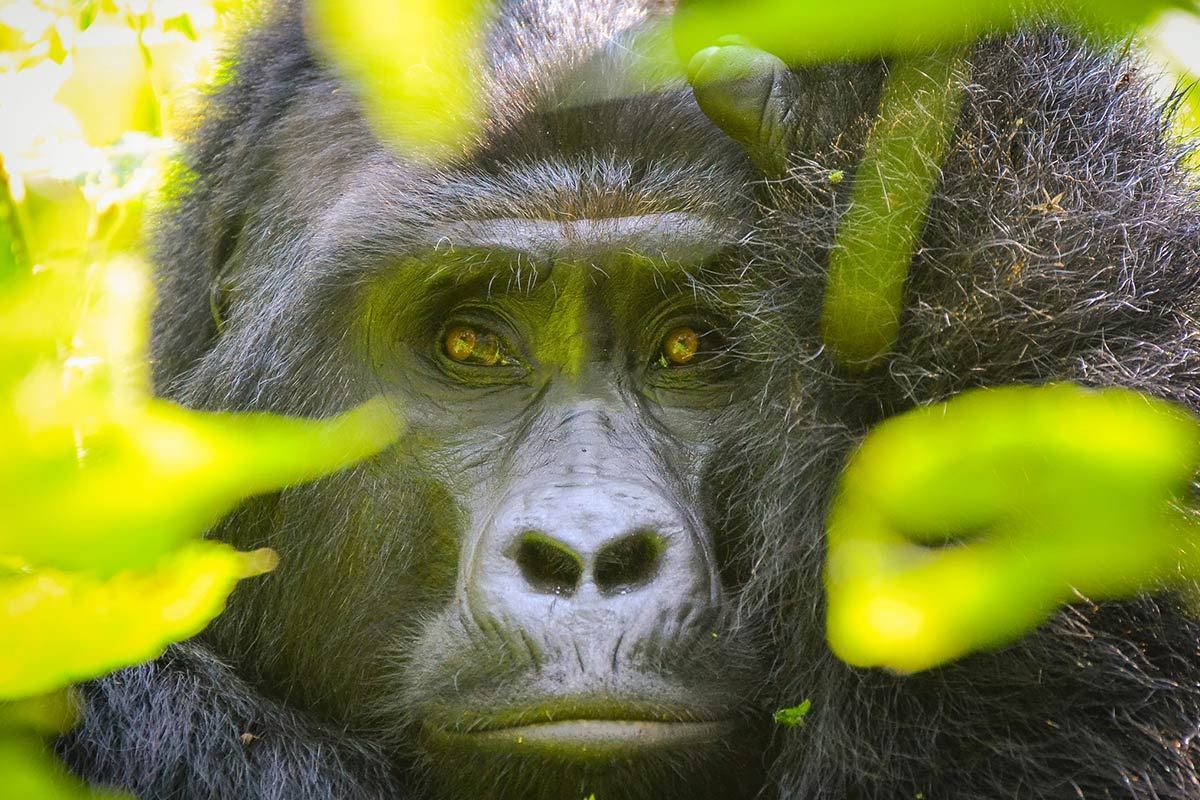 gorilla trekking in Rwanda